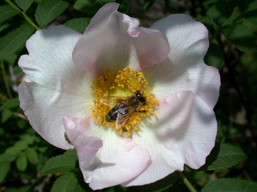 Heckenrose (Rosa canina) mit Biene