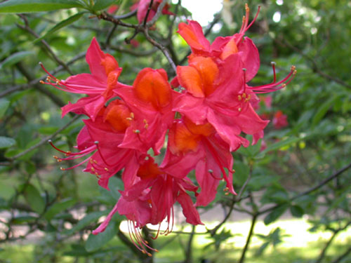 Rhododendron - eine andere Farbe