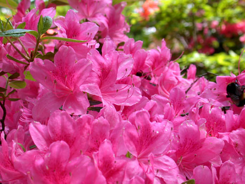 Rhododendron - ppig und wohlduftend