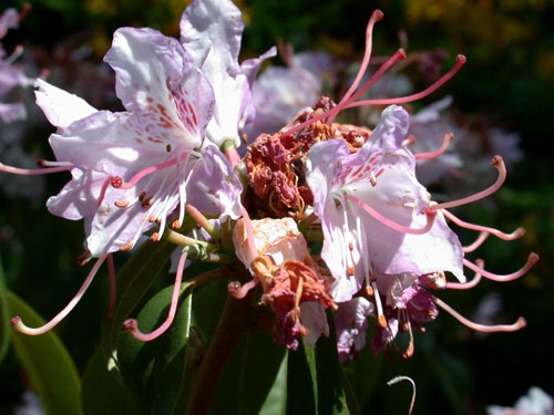 Rhododendron - verblhend