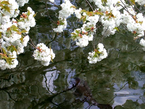 weie Kirschblten (Prunus serulata) am Wasser