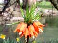 Kaiserkrone - orange (Fritillaria imperialis)