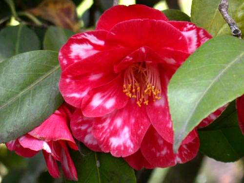 rot-weie Kamelie (Camellia)