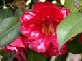 rot-weie Kamelie (Camellia)