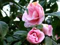 zartrosa Kamelie (Camellia)