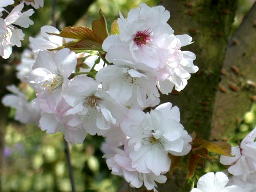 Kirschblte (Prunus serulata)