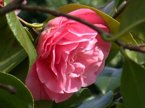 gefllte Kamelie (Camellia)