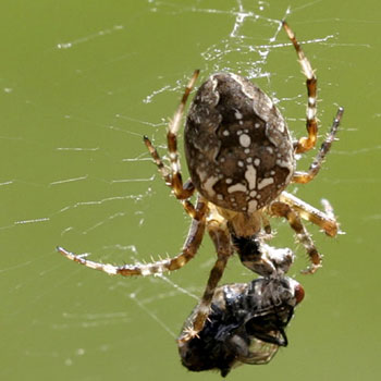  Die Kreuzflecken am vorderen Hinterleib der Spinne