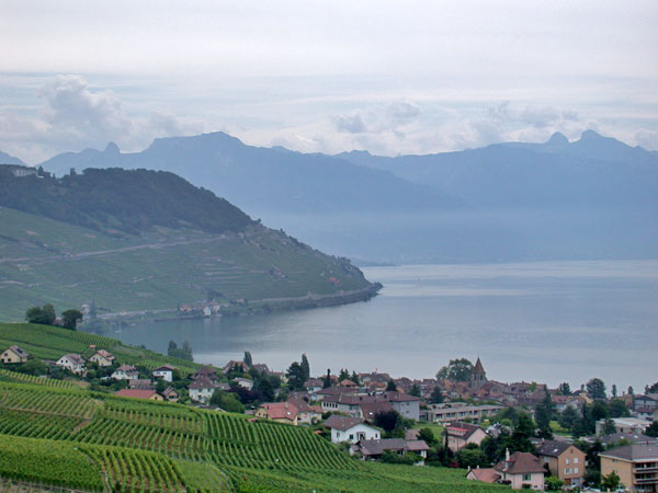 Rebhnge des Lavaux am Genfer See - Blick nach Osten